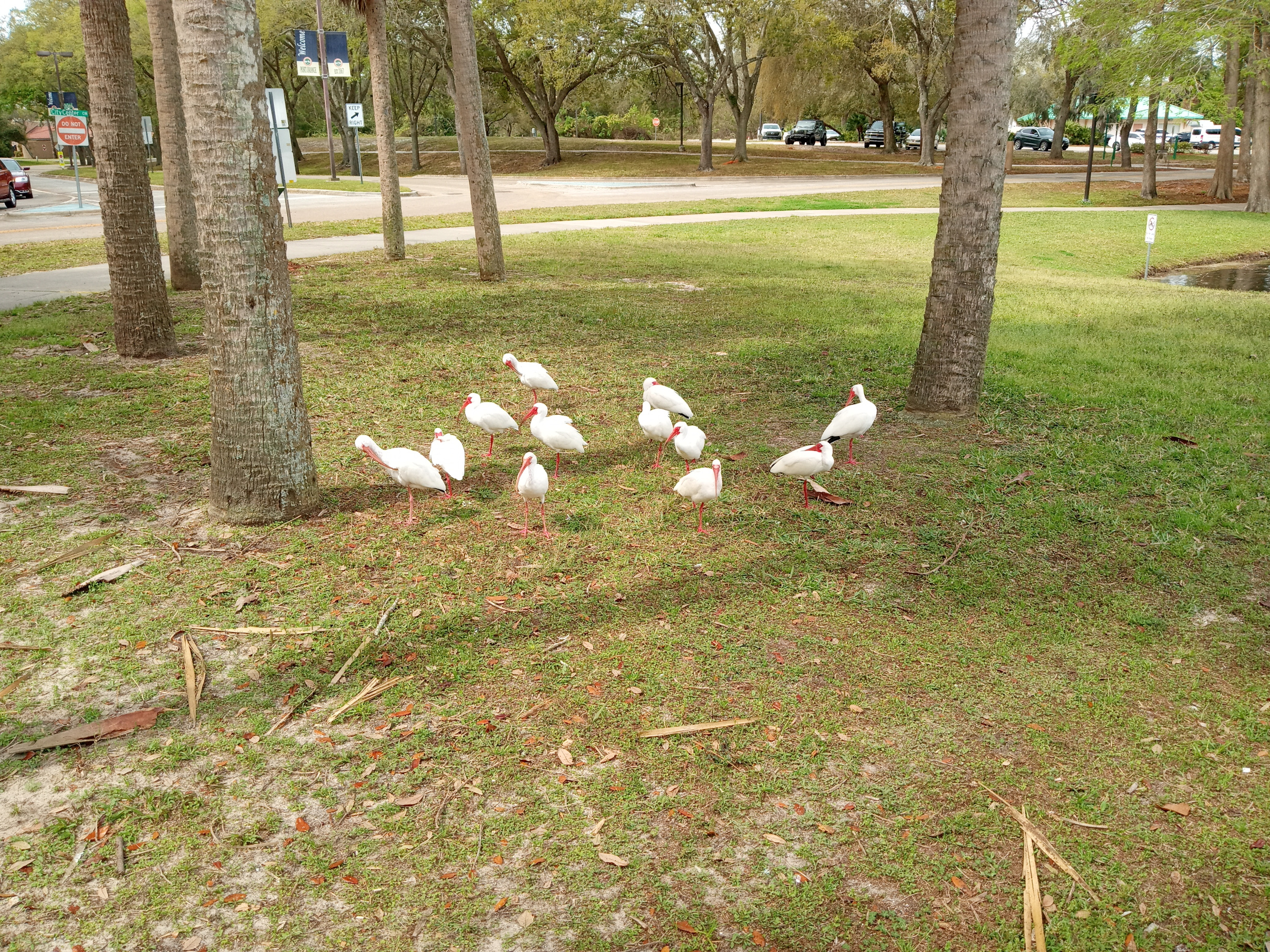 A flock of White Ibis looking for food at the Port Orange City Center